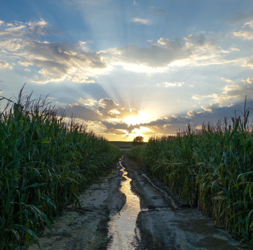 Corn field