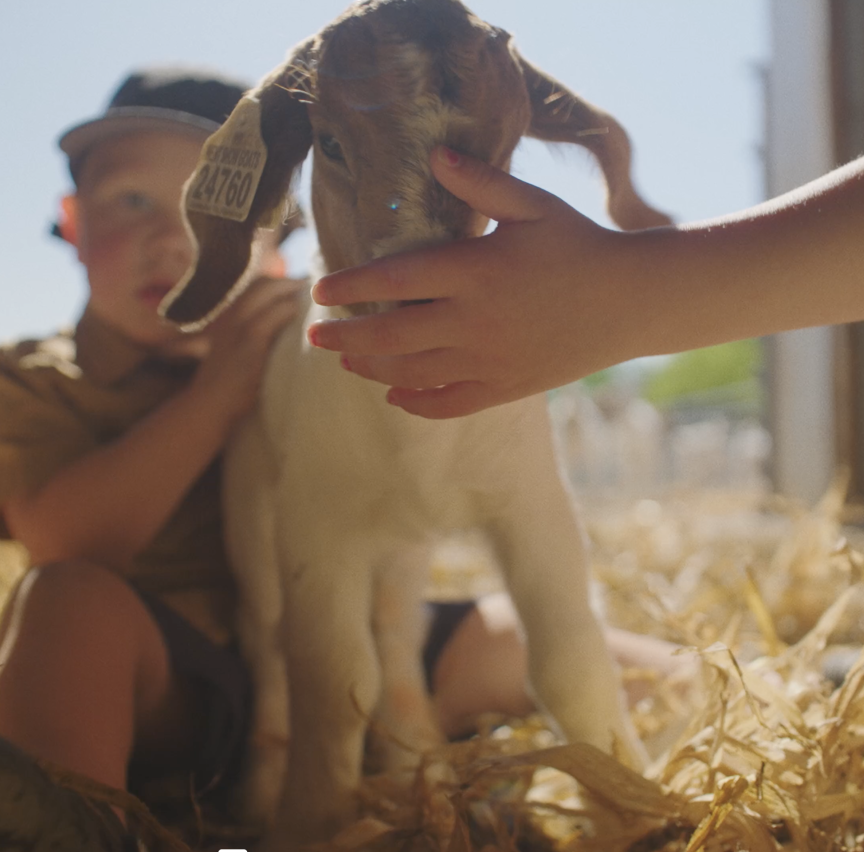 baby goat
