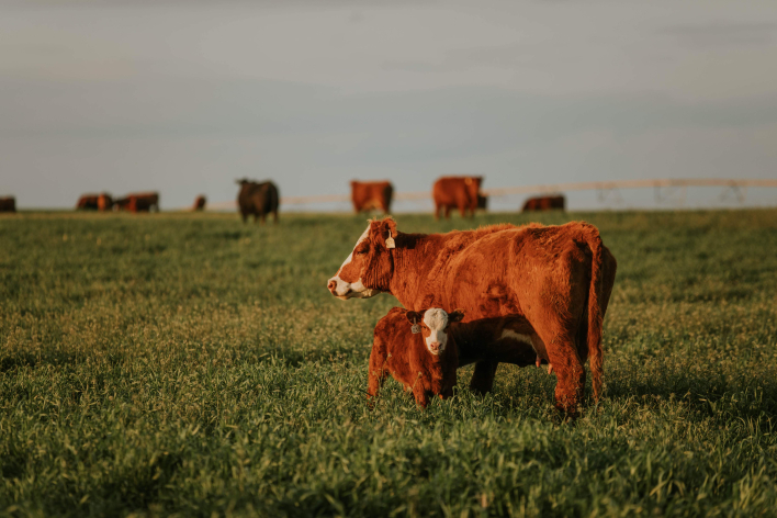 Cow and calf