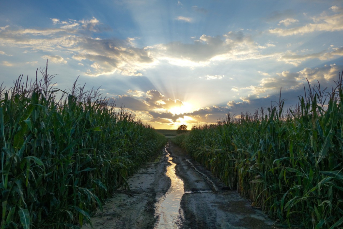 Corn field
